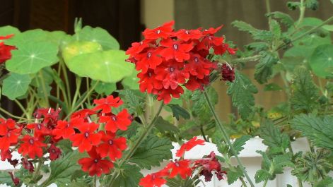 dsc00092.jpg