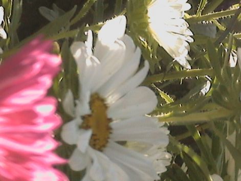dcam00411.jpg