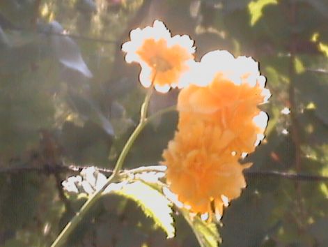 dcam0058.jpg